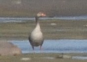 Graylag Goose - ML620538529