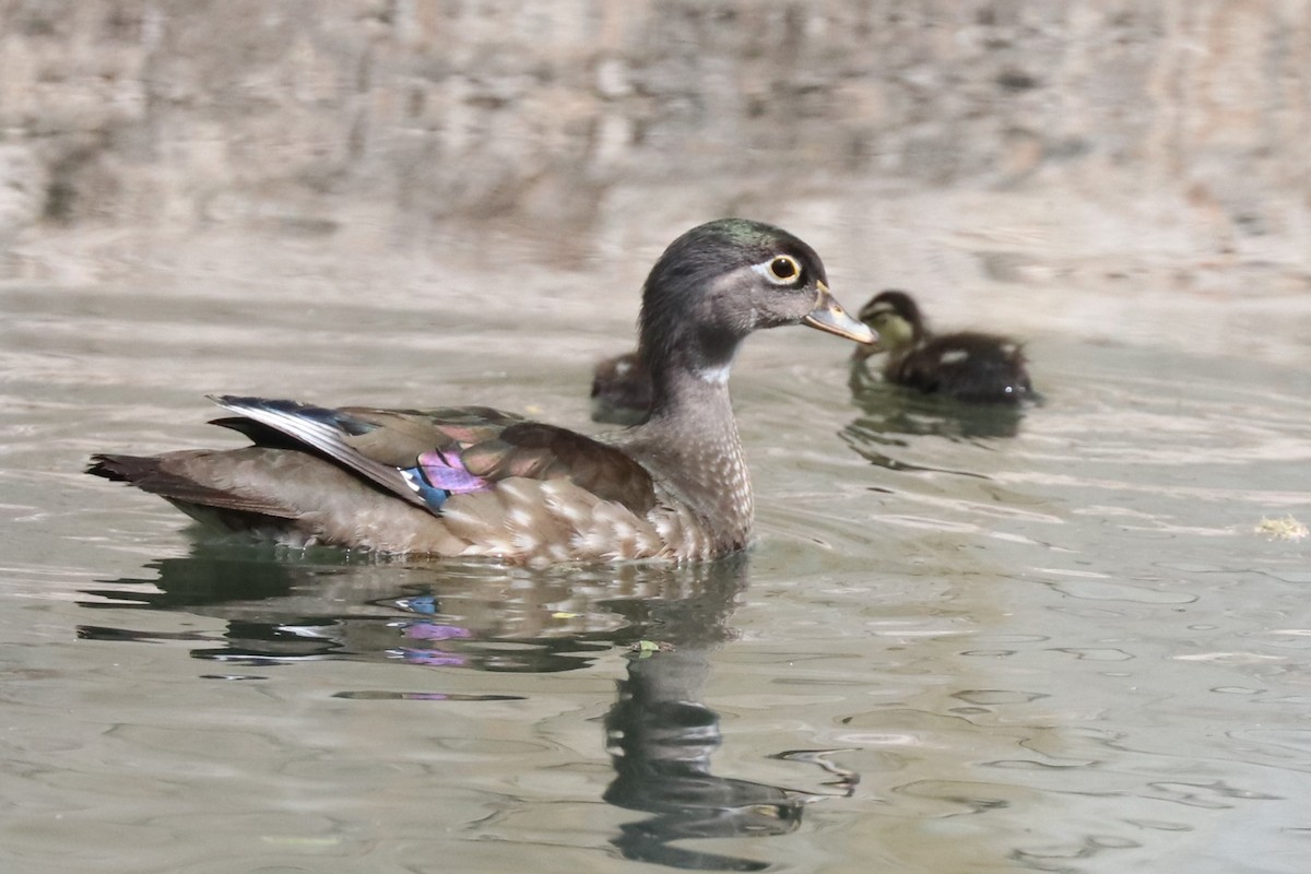 Wood Duck - ML620538534