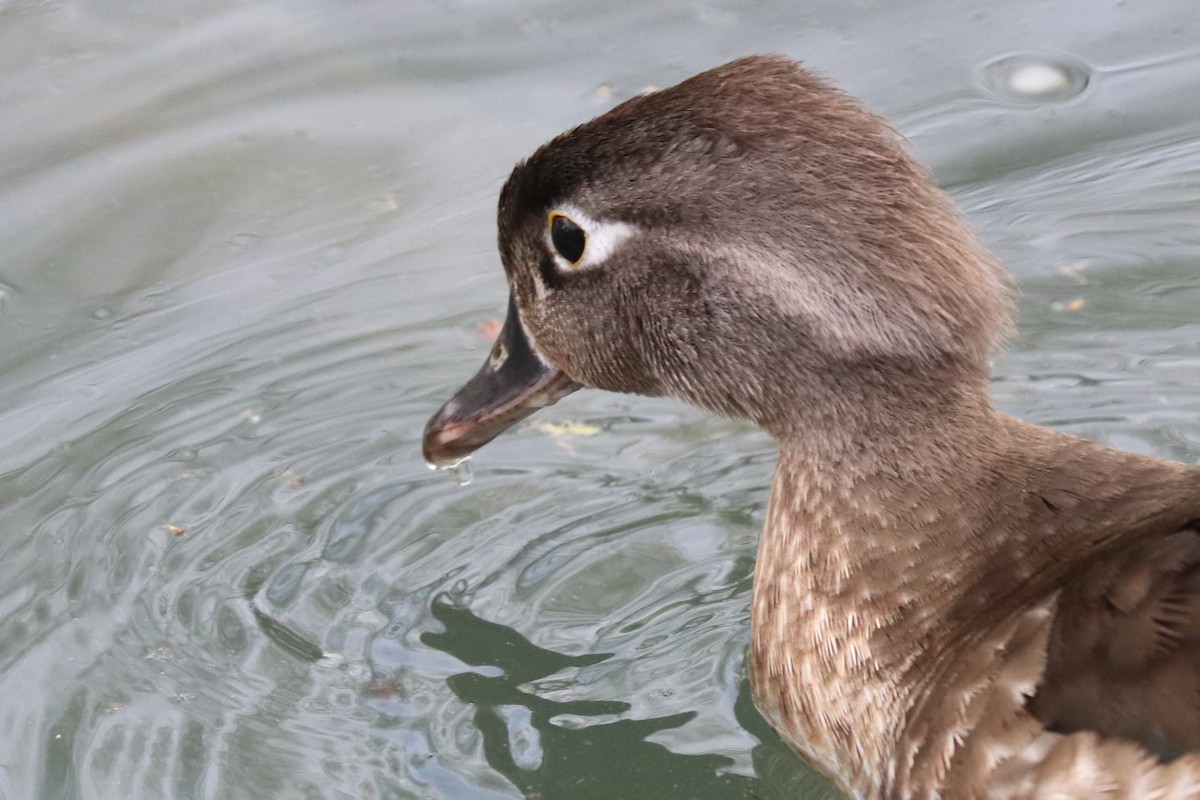 Wood Duck - ML620538535