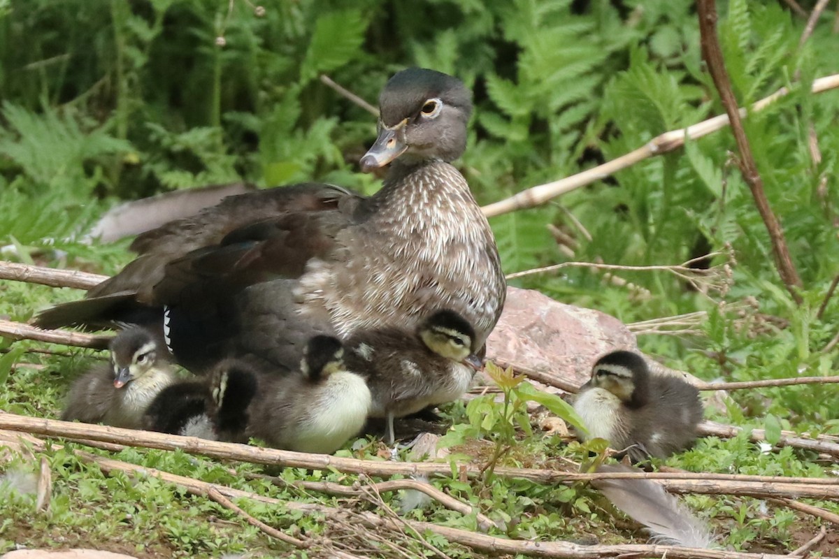 Wood Duck - ML620538537