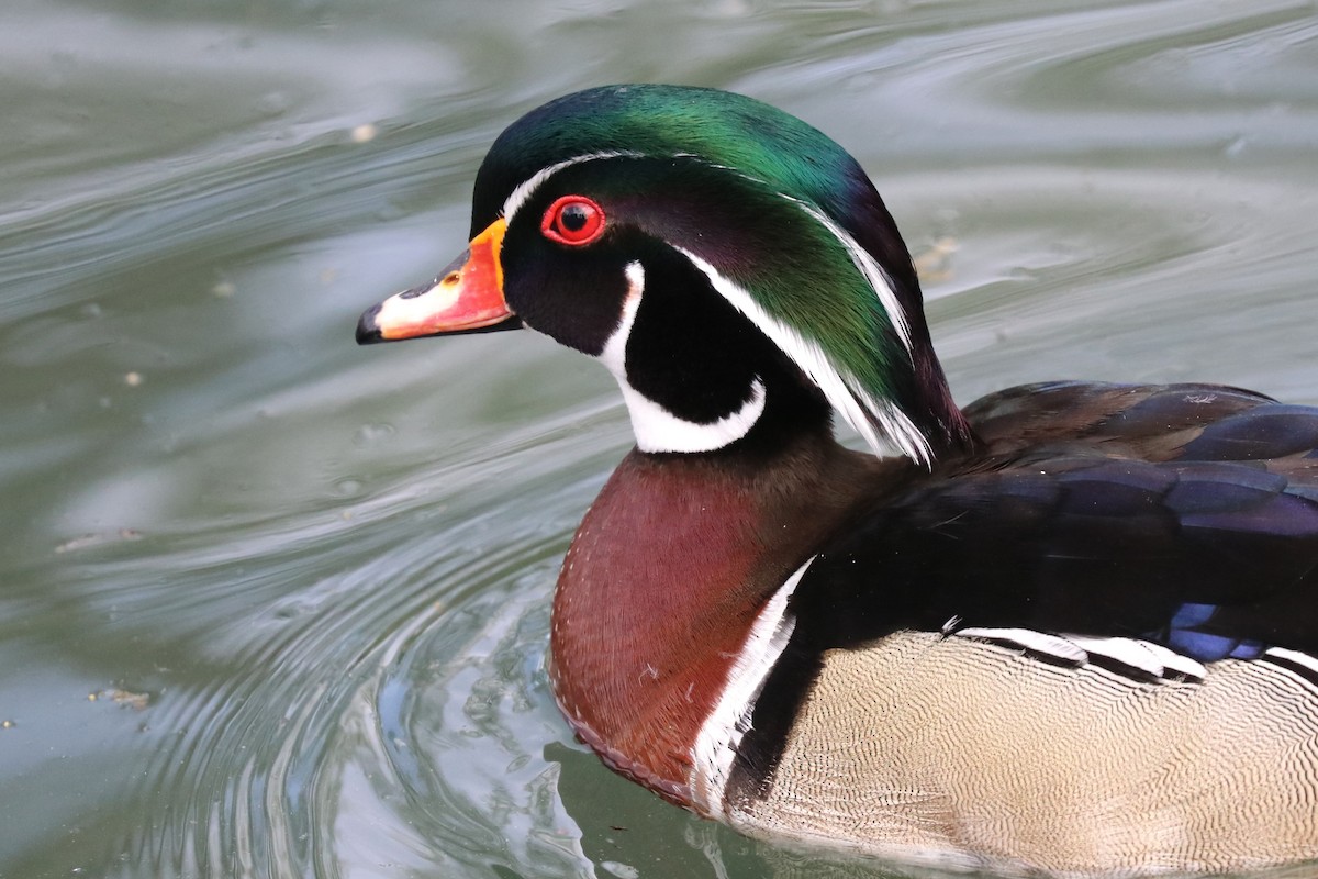 Wood Duck - ML620538538