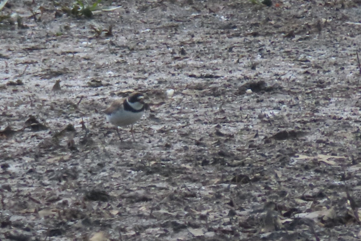 Semipalmated Plover - ML620538539