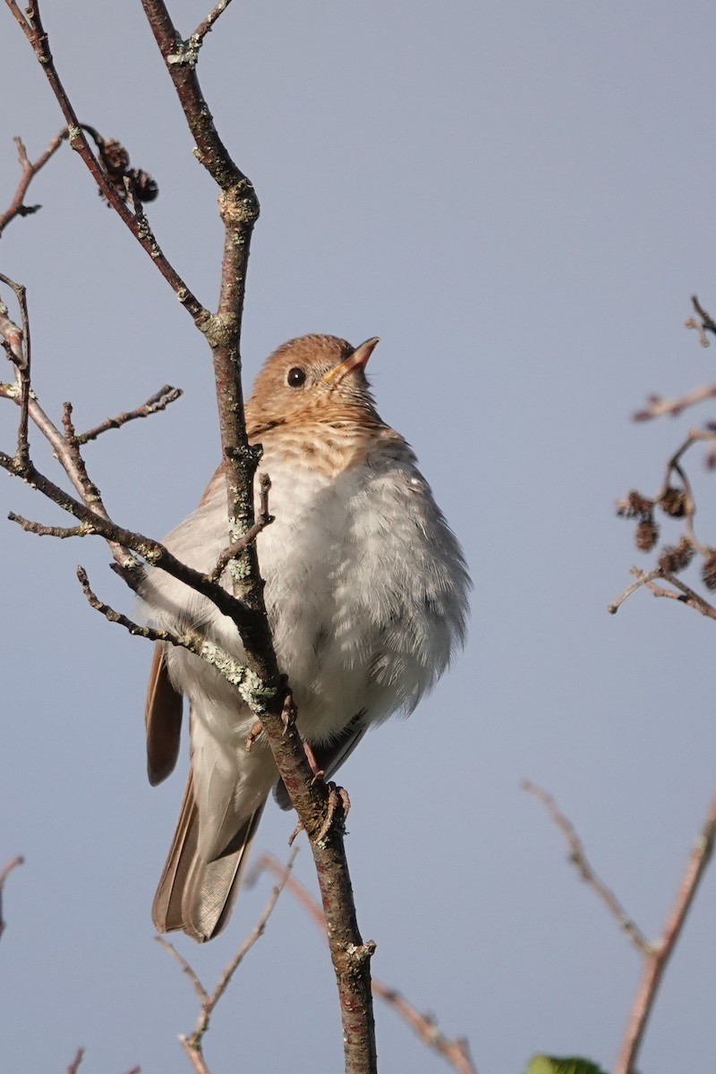 Veery - ML620538540