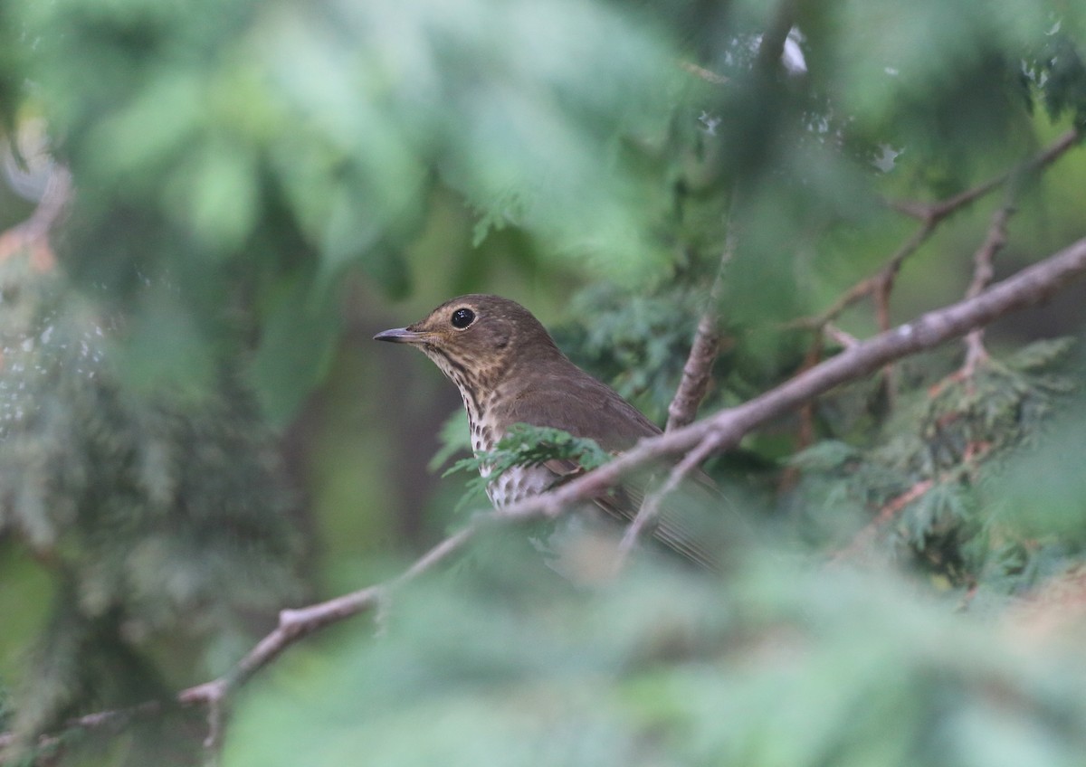 Swainson's Thrush - ML620538543