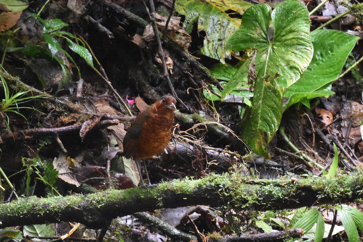 Giant Antpitta - ML620538544