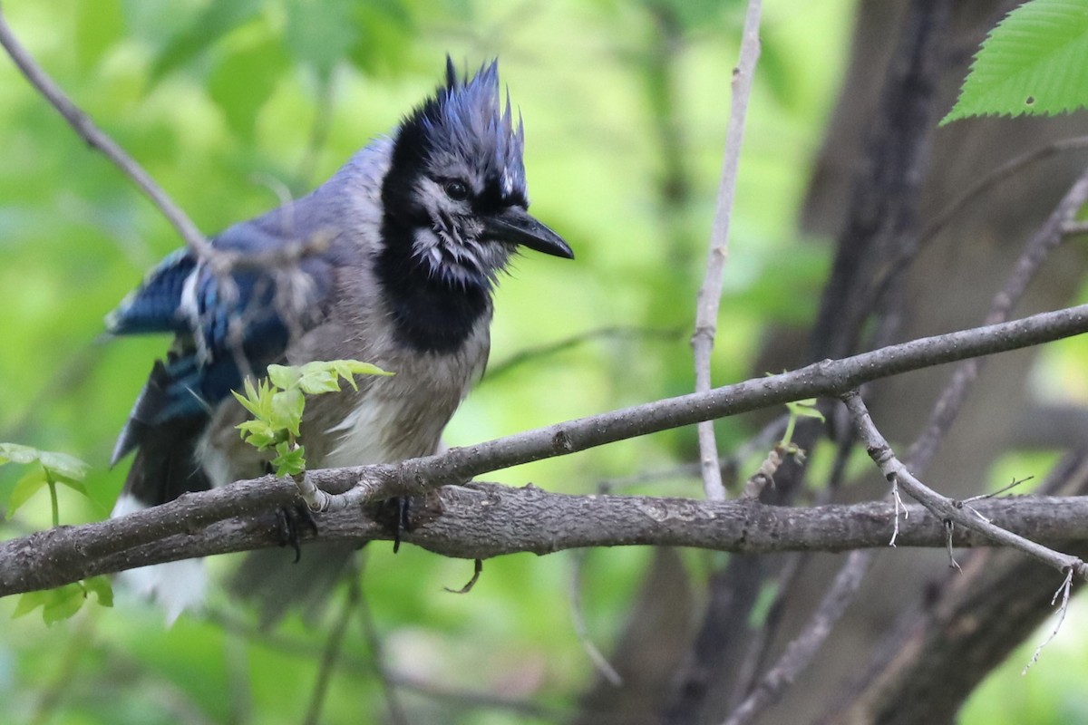 Blue Jay - ML620538552