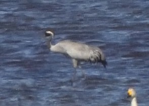 Common Crane - ML620538559