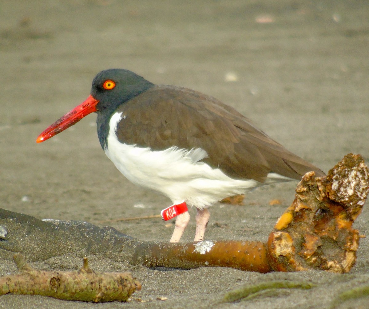 American Oystercatcher - ML620538562