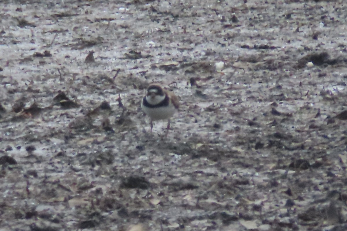 Semipalmated Plover - Margaret Higbee
