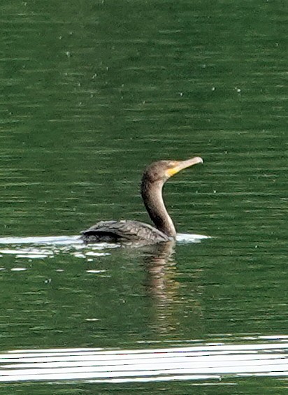 Double-crested Cormorant - ML620538581