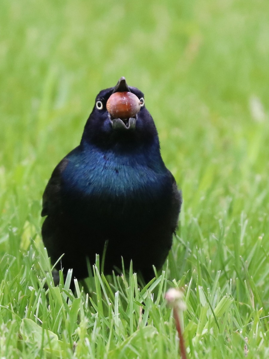 Common Grackle - ML620538586