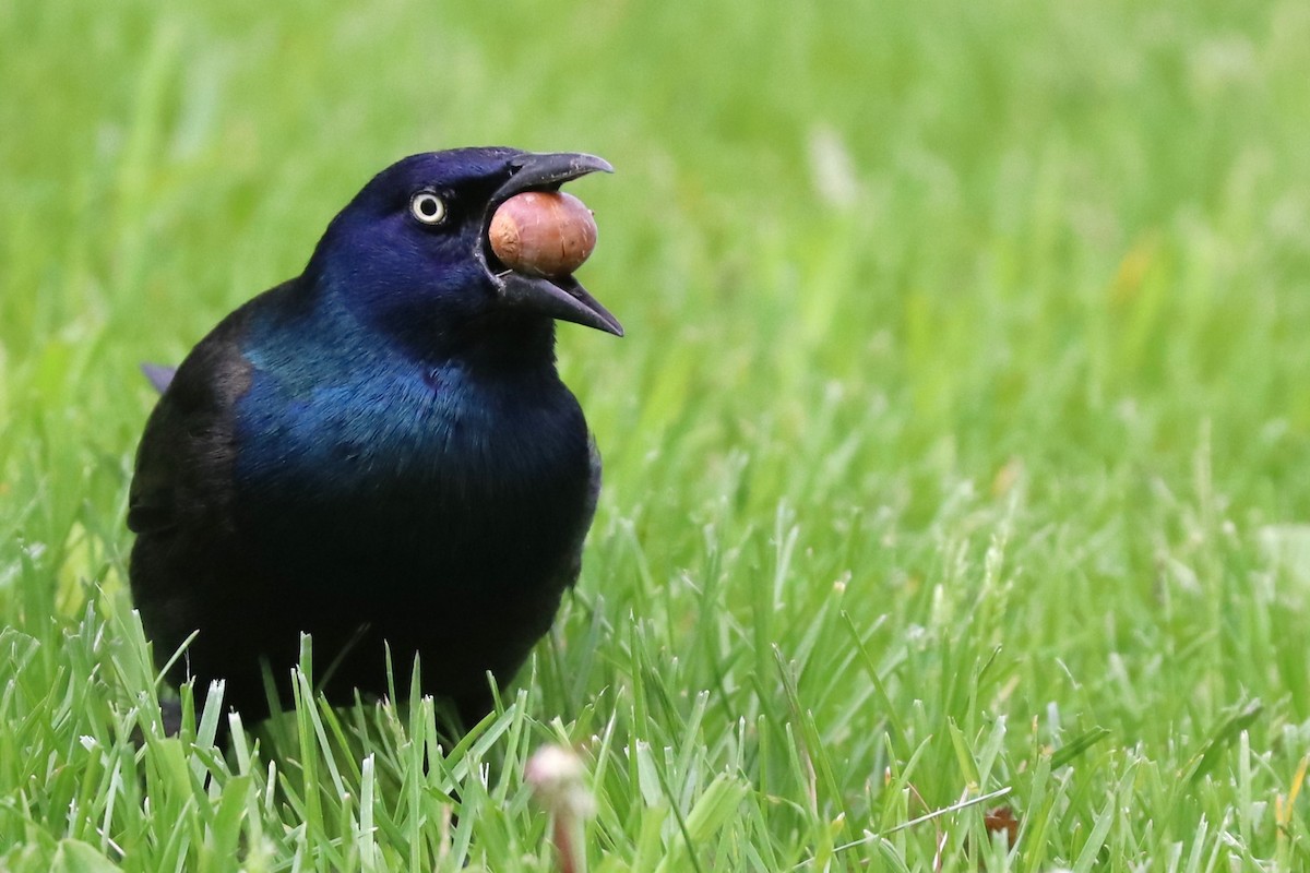 Common Grackle - ML620538587