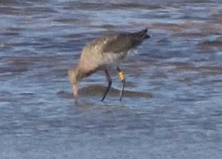 Black-tailed Godwit - ML620538591