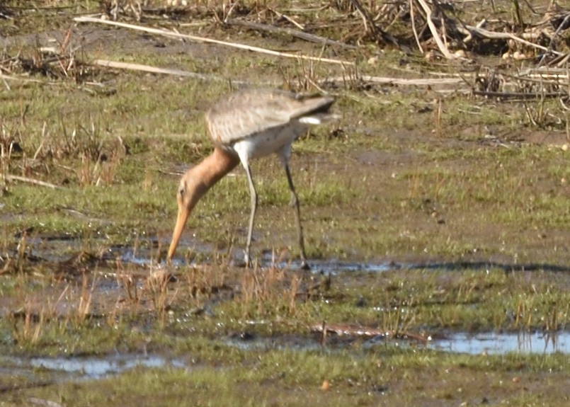 Black-tailed Godwit - ML620538593