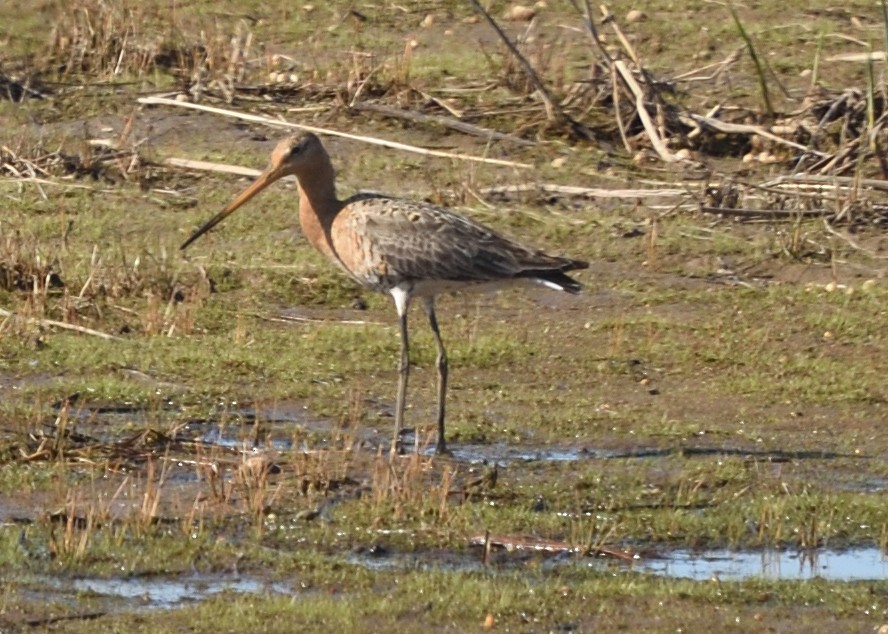 Black-tailed Godwit - ML620538594