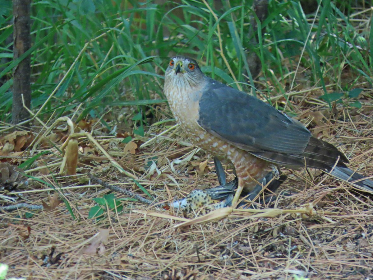 Cooper's Hawk - ML620538600