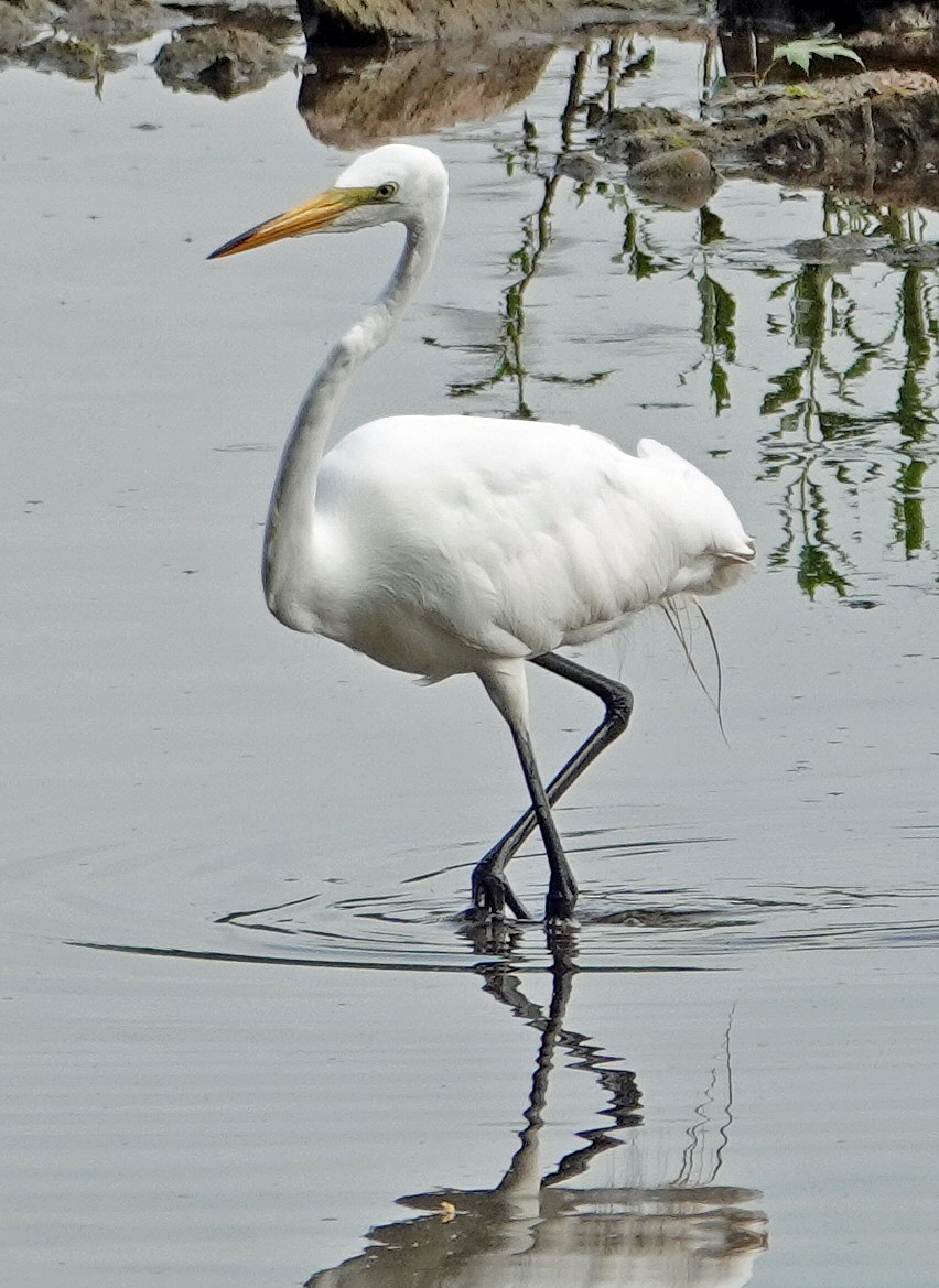 Great Egret - ML620538601