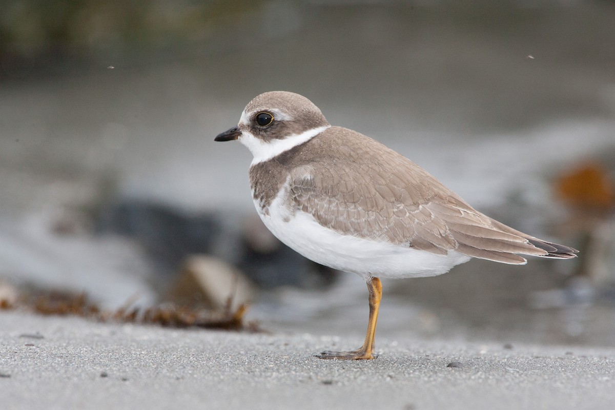 Semipalmated Plover - ML620538602