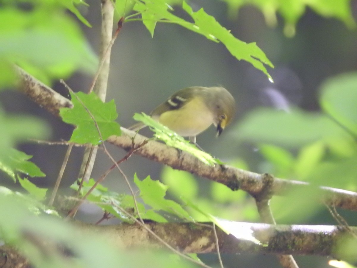 White-eyed Vireo - ML620538609