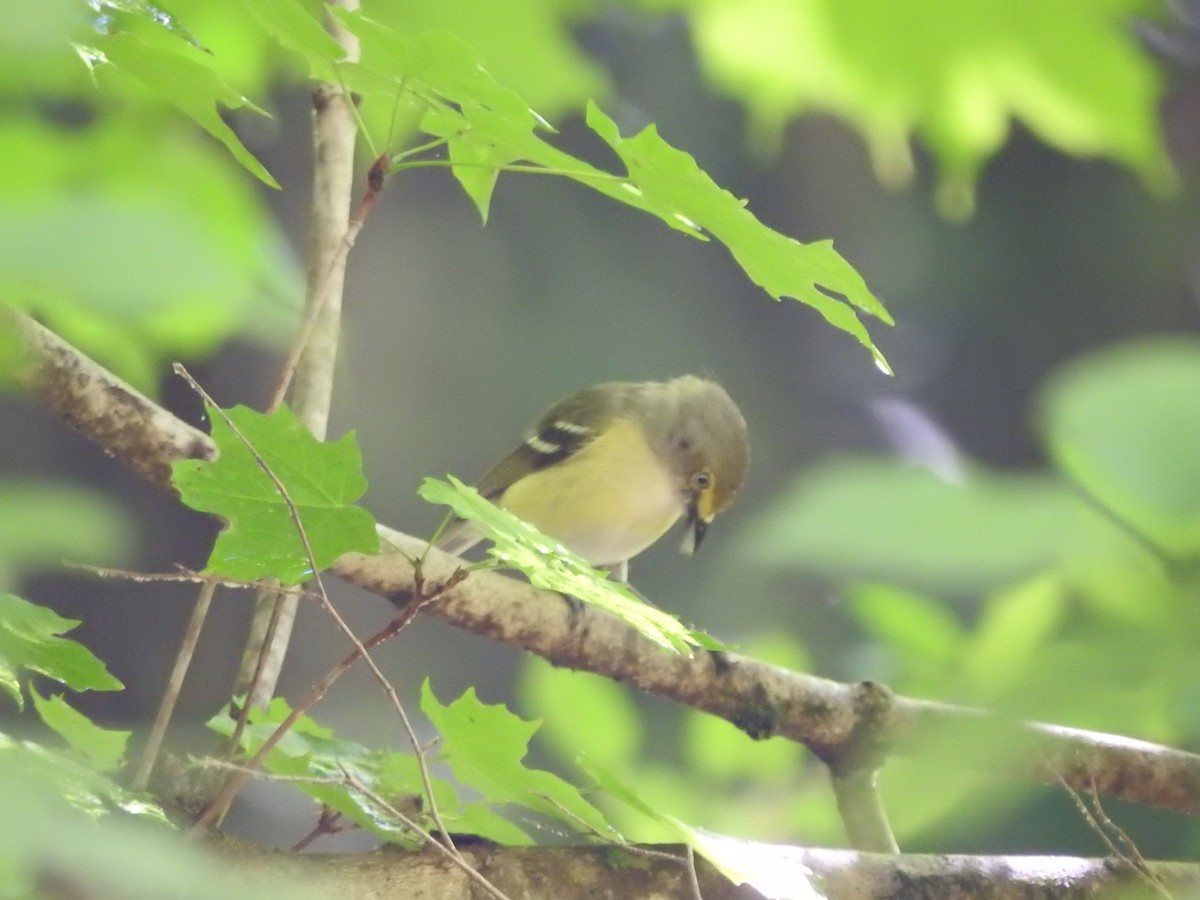 White-eyed Vireo - ML620538613