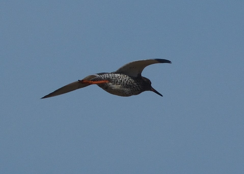 Common Redshank - ML620538616