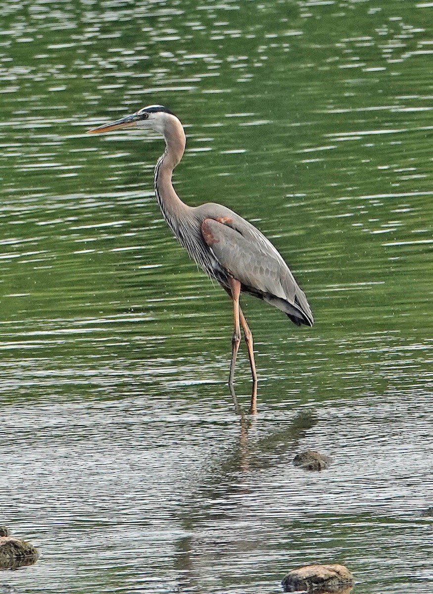 Great Blue Heron - ML620538618