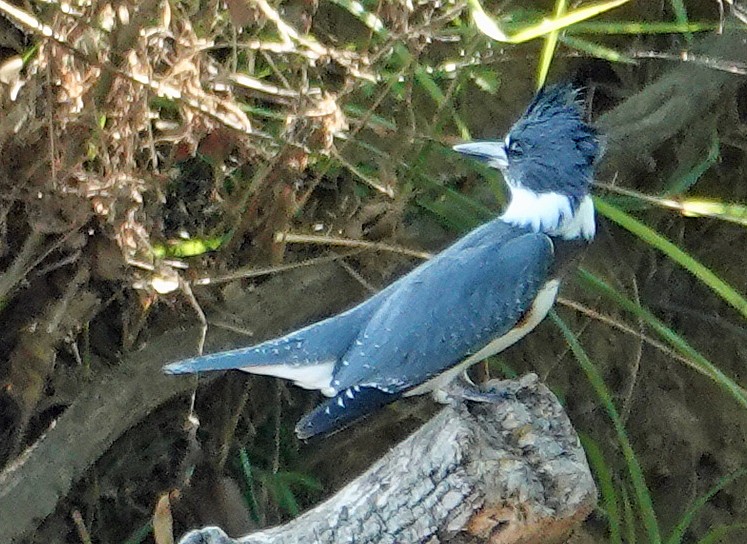 Belted Kingfisher - ML620538624