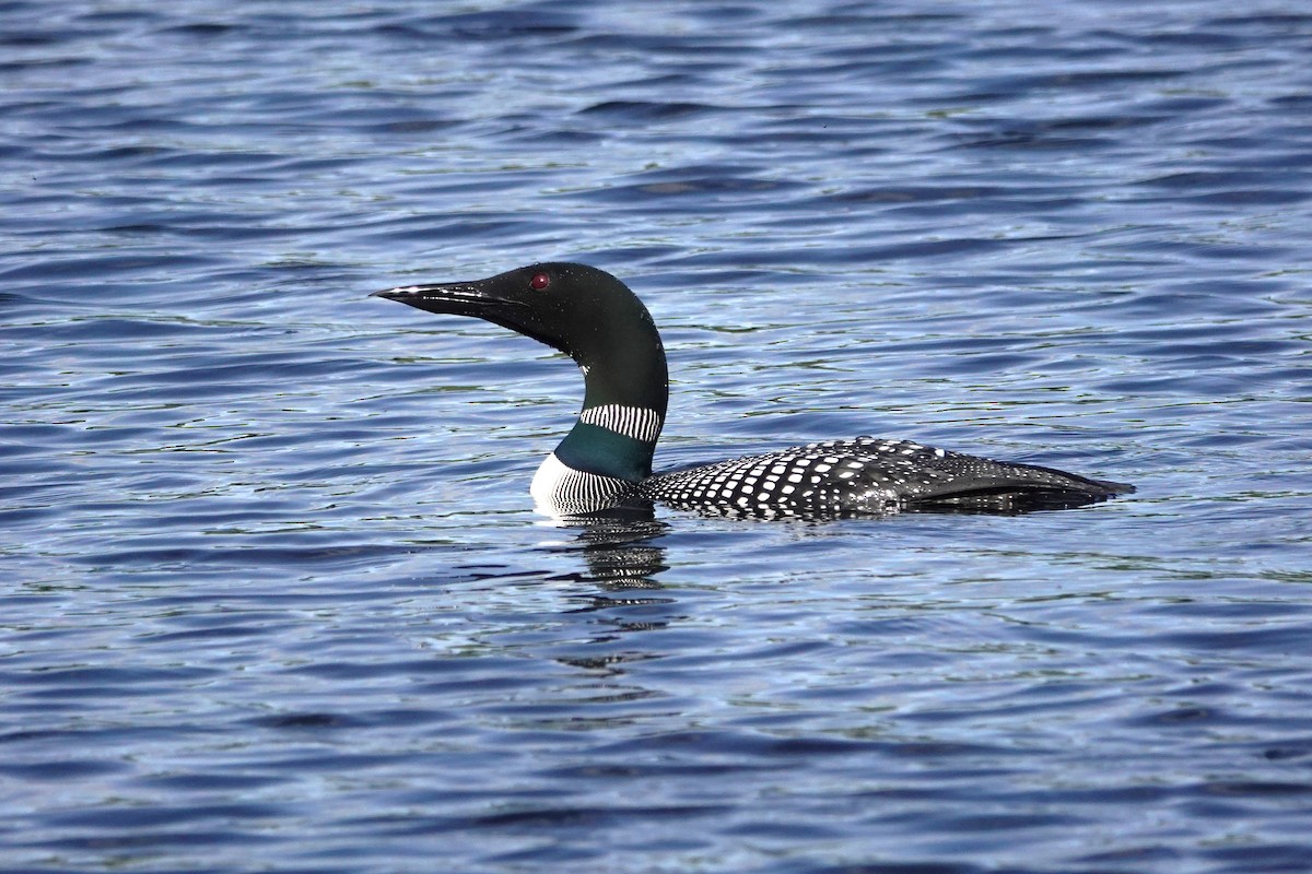 Plongeon huard - ML620538627