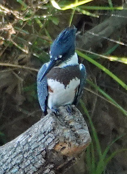 Belted Kingfisher - ML620538628