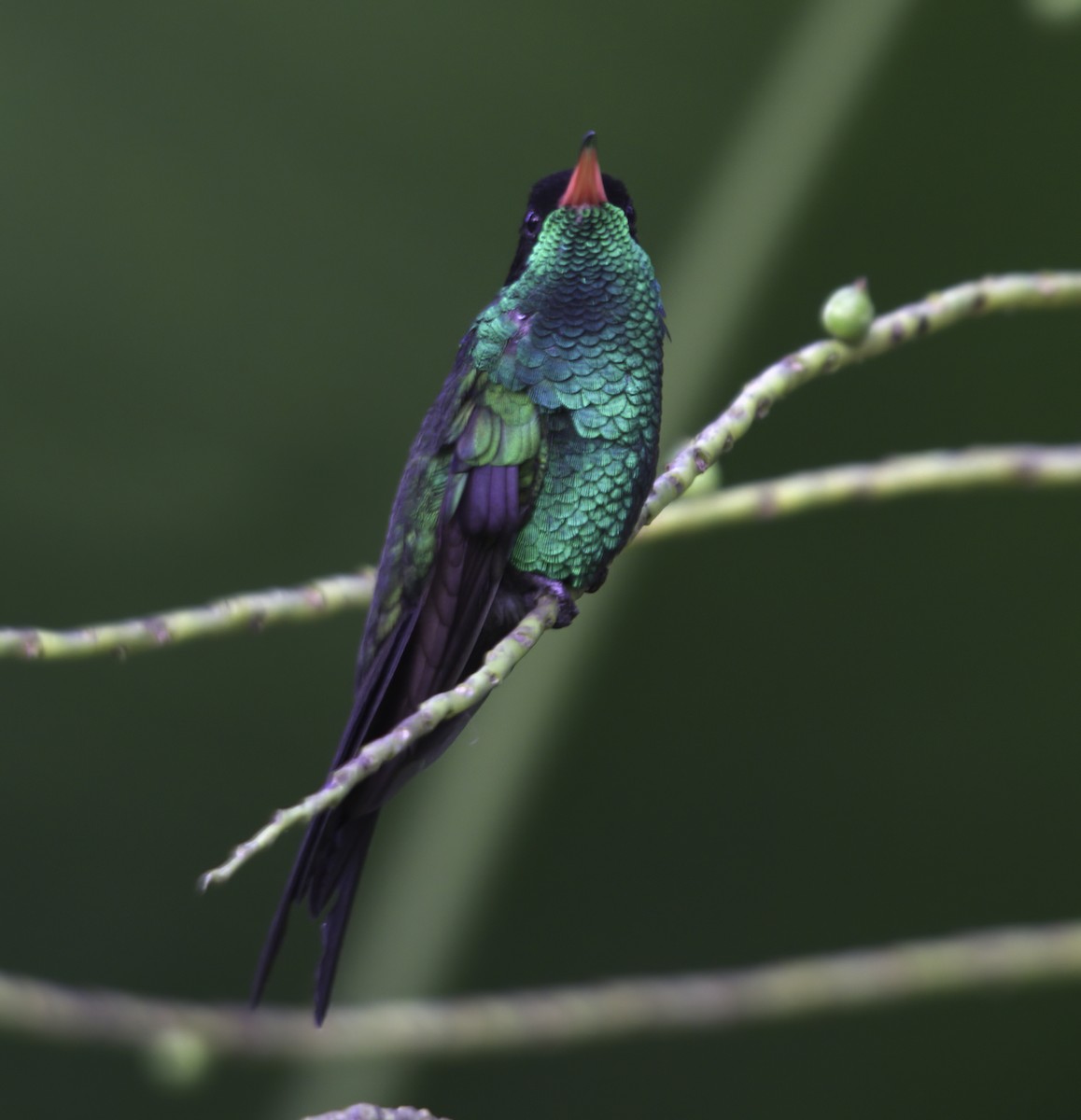 kolibřík červenozobý - ML620538630