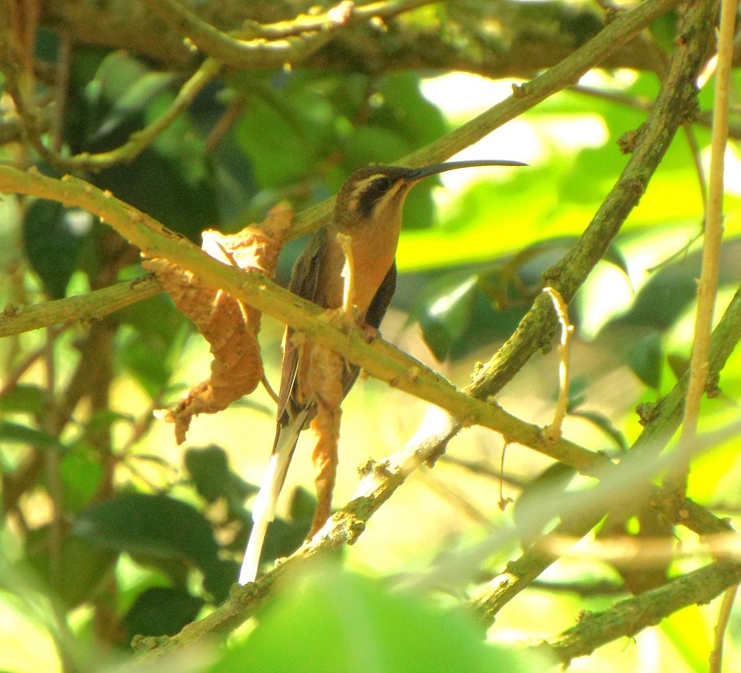 Planalto Hermit - ML620538631