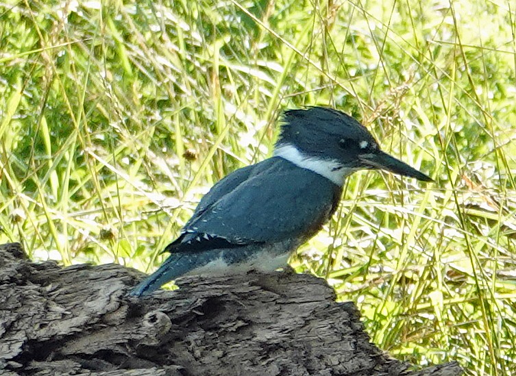Belted Kingfisher - ML620538632