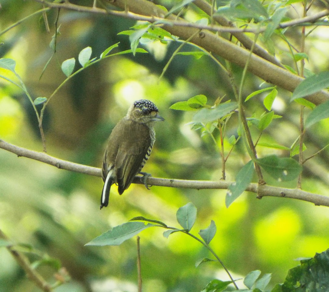 White-barred Piculet - ML620538634