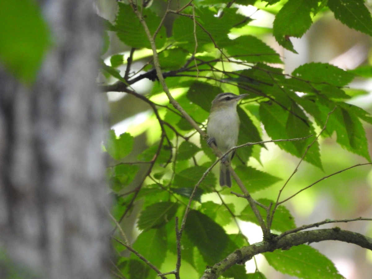 Red-eyed Vireo - ML620538640