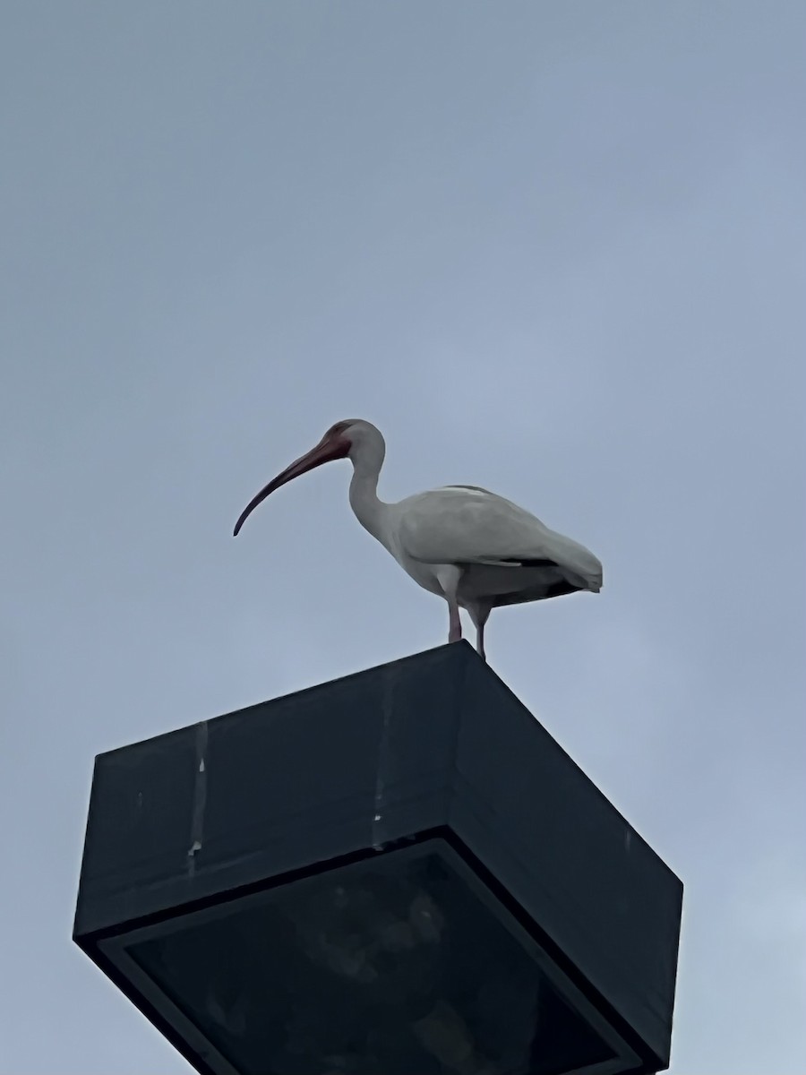 White Ibis - ML620538645