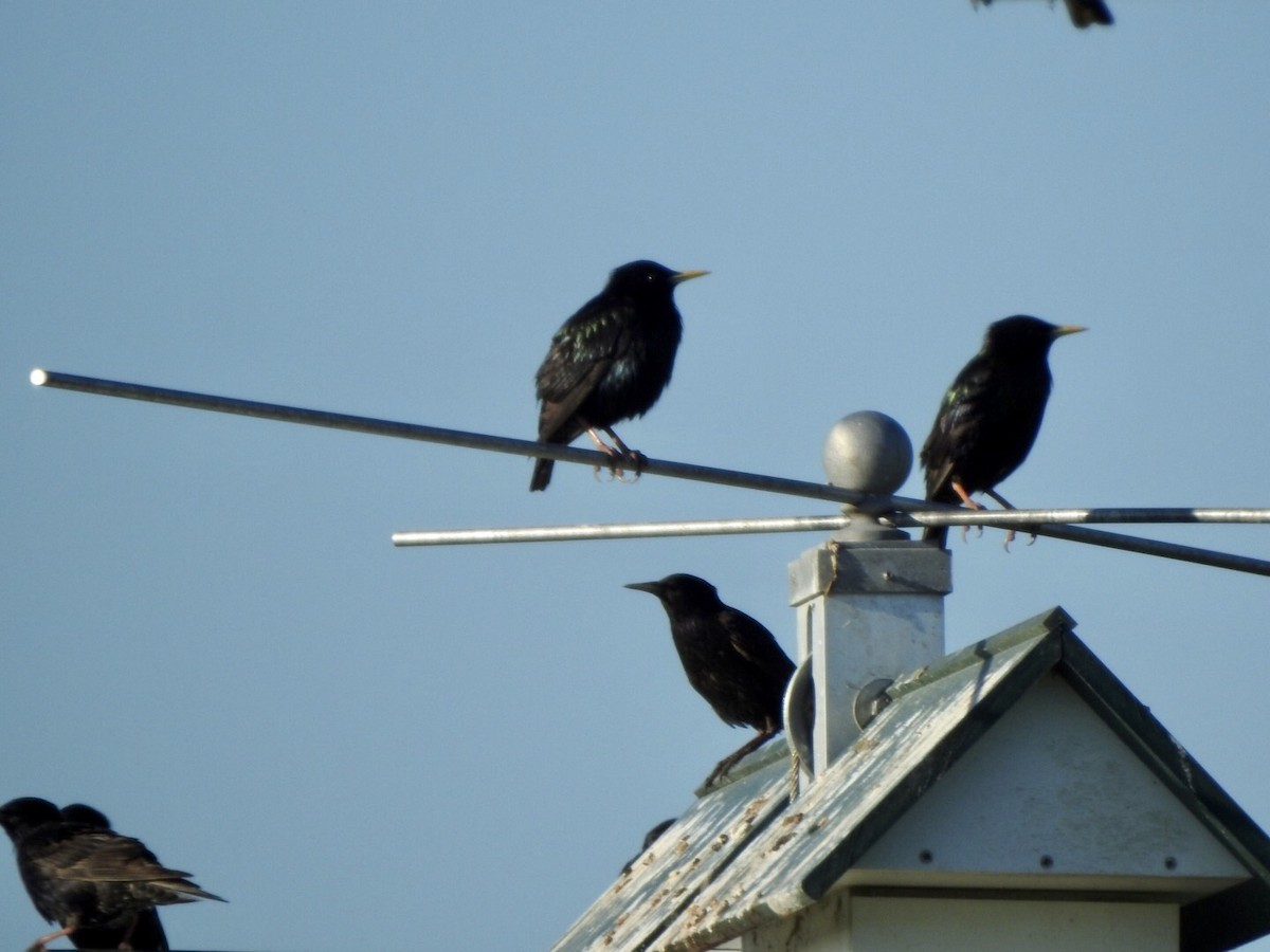 Purple Martin - ML620538660