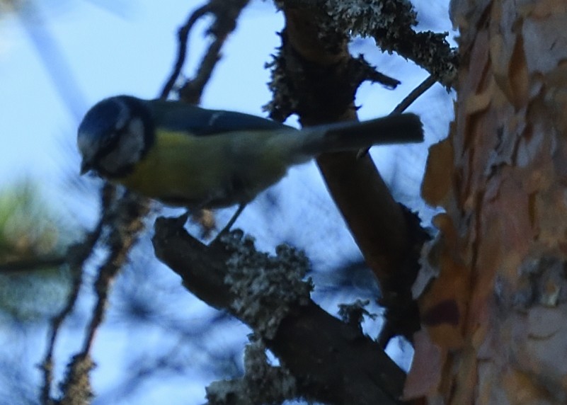 Eurasian Blue Tit - ML620538661