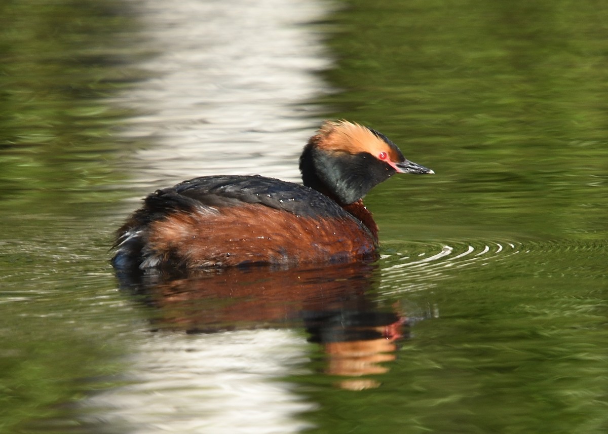 Horned Grebe - ML620538669