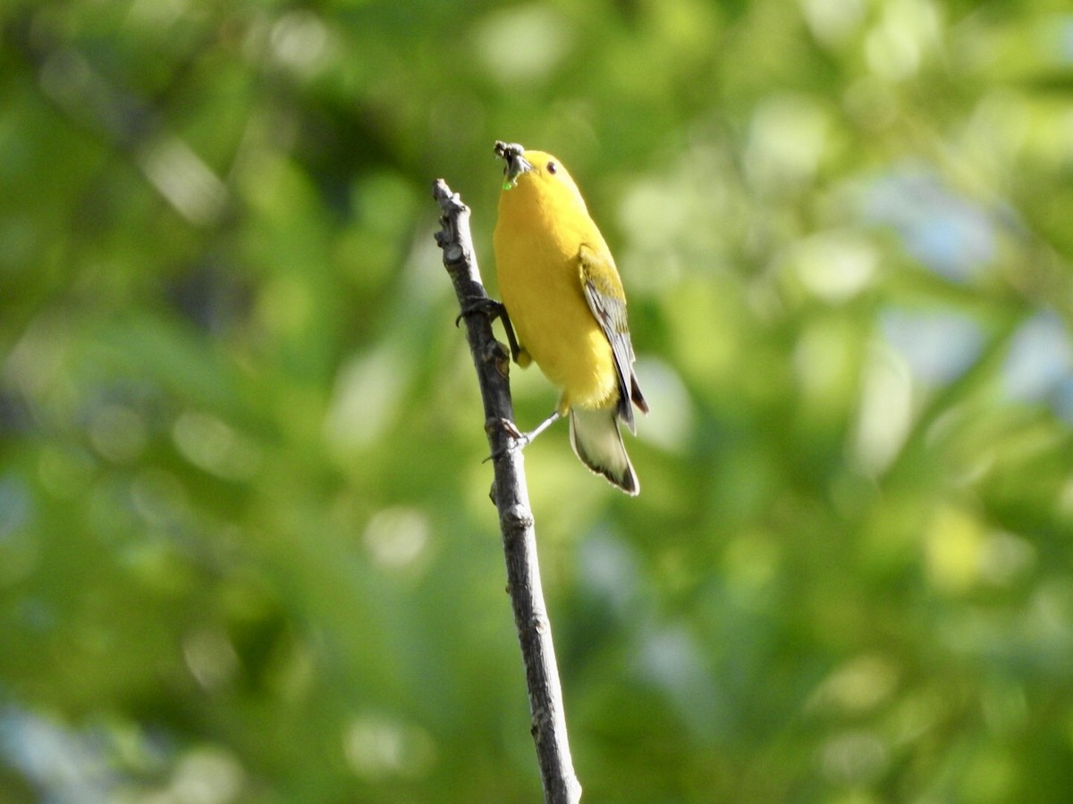 Prothonotary Warbler - ML620538672