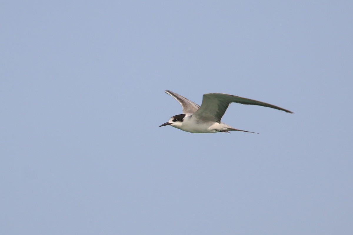 White-cheeked Tern - ML620538673