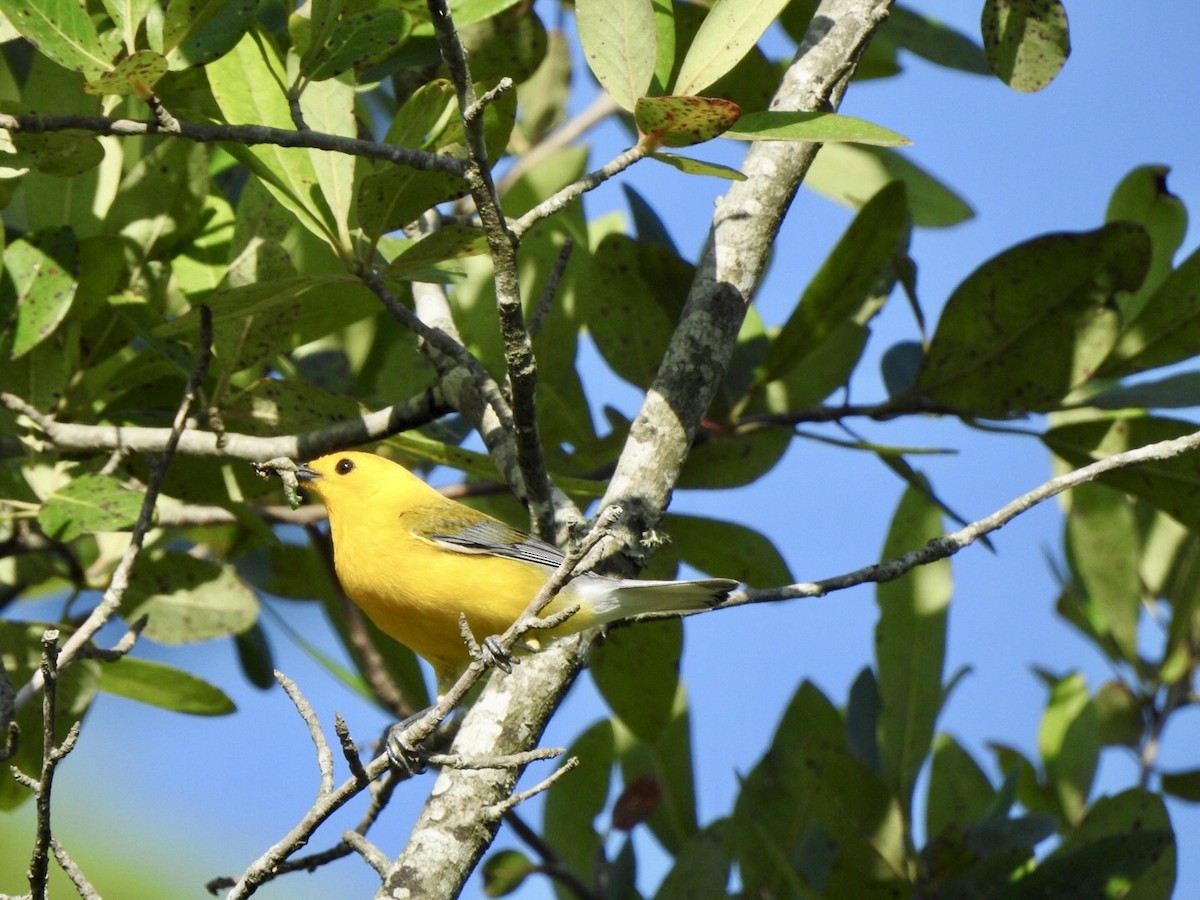 Prothonotary Warbler - ML620538675