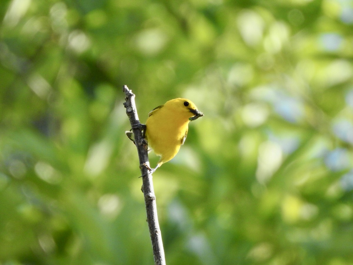 Prothonotary Warbler - ML620538676