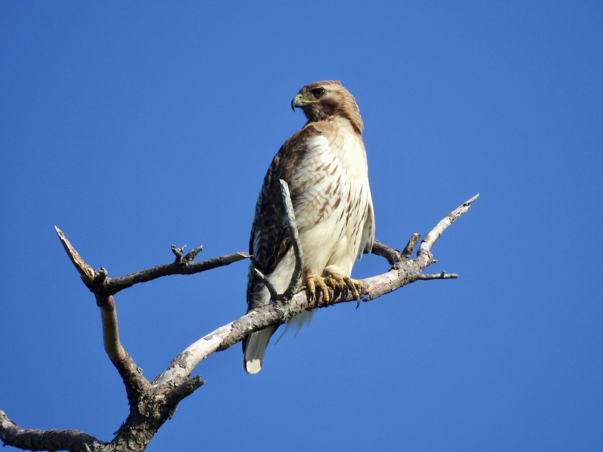 Red-tailed Hawk - ML620538680