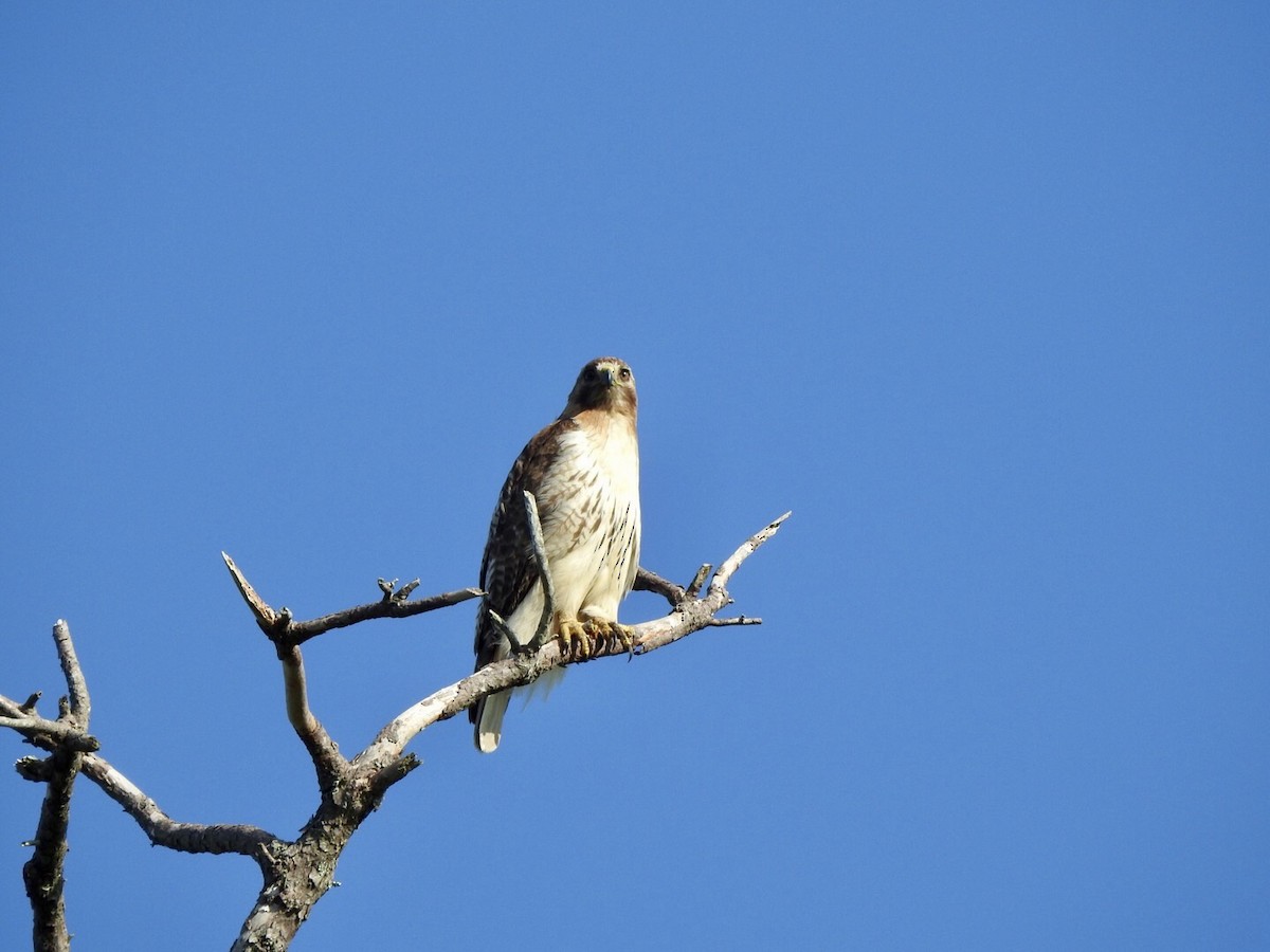 Red-tailed Hawk - ML620538681