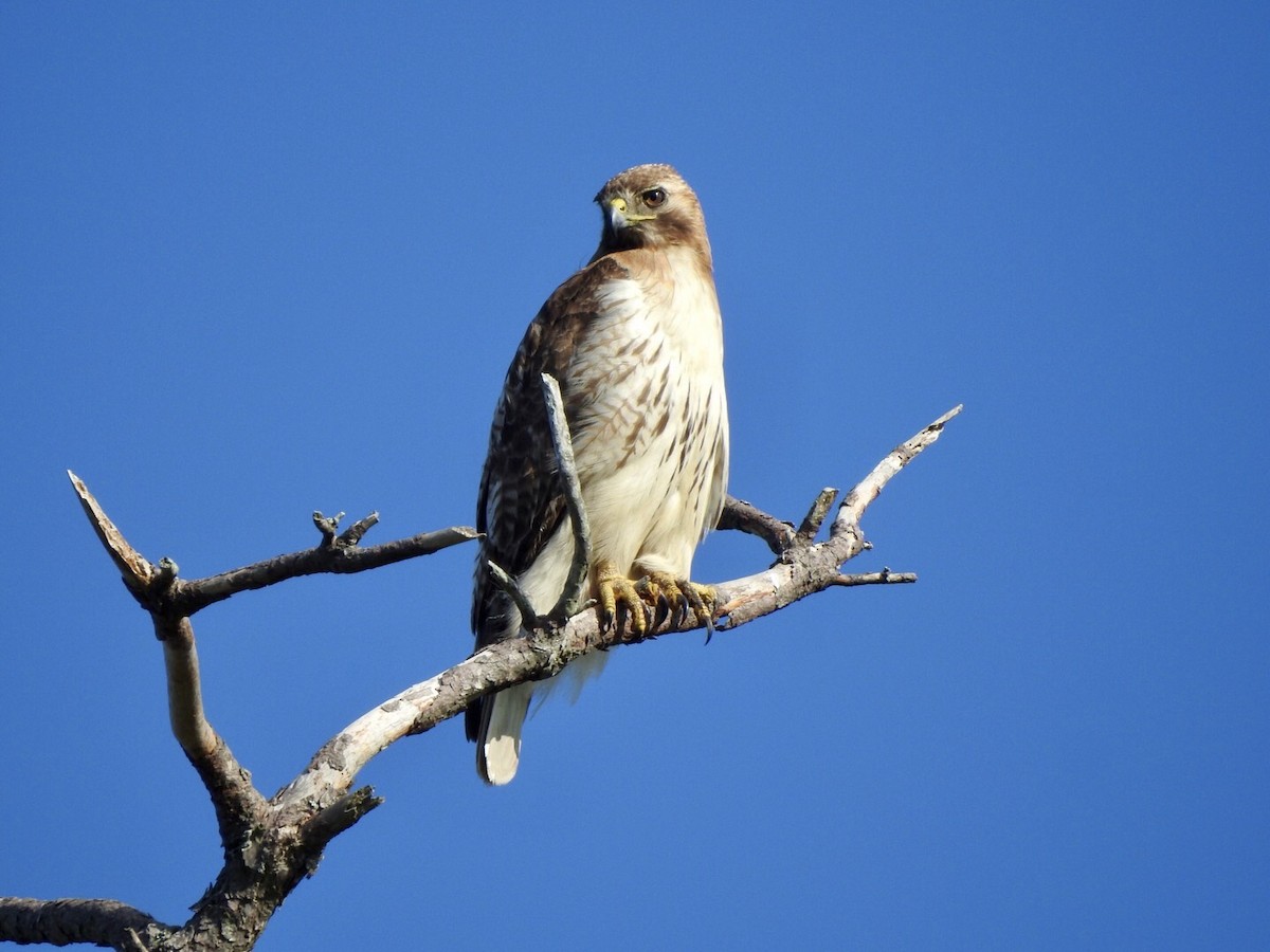 Red-tailed Hawk - ML620538682