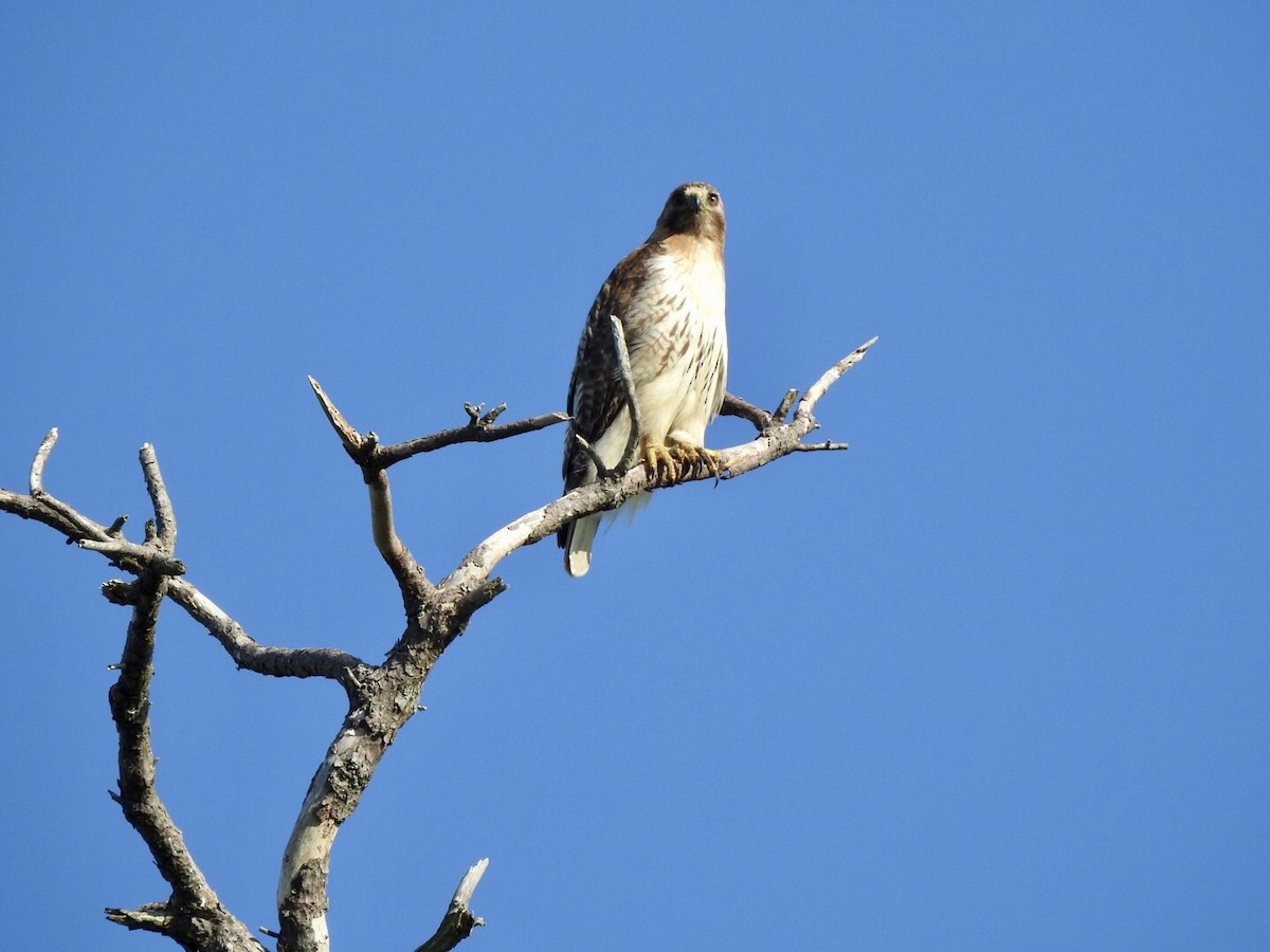 Red-tailed Hawk - ML620538683