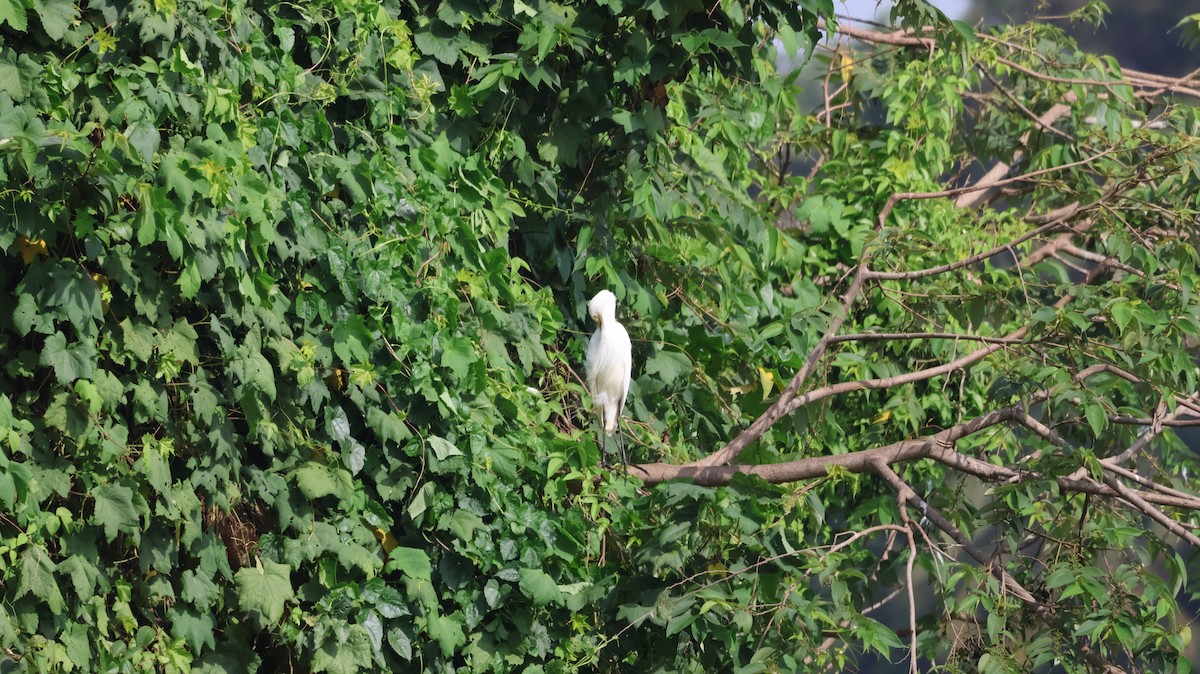 Little Egret - ML620538685