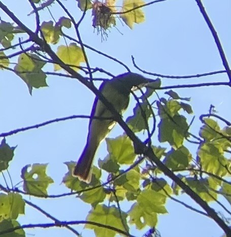 Great Crested Flycatcher - ML620538696