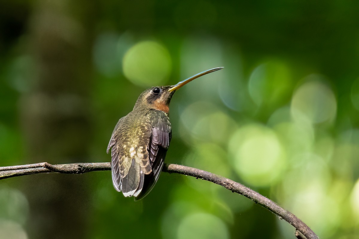 Weißbinden-Schattenkolibri - ML620538698