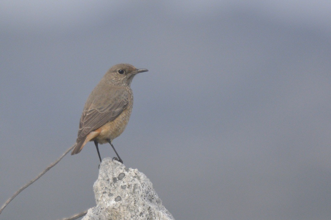 Sentinel Rock-Thrush - ML620538700